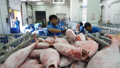 Dukung Hilirisasi Perikanan, KKP Siapkan Sistem Berita Cold Storage