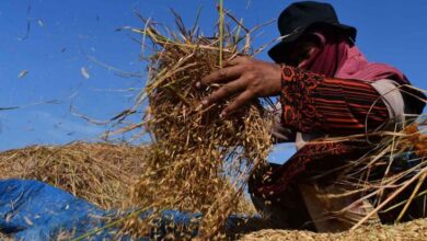 Harga Gabah Ambles Sentuh Rp5.300, Swasembada Terancam Gagal