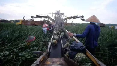 Impor Bibit kemudian Benih untuk Industri Pertanian, Peternakan, lalu Perikanan Bebas Bea Masuk