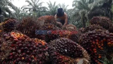 Kepala Studi Sawit IPB: Banyak Kawasan Hutan yang tersebut yang dimaksud Tidak Berhutan Bisa Ditanami Sawit