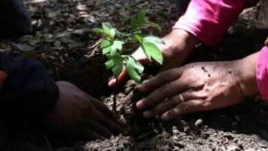 Penghijauan serta juga Pembaruan Sarana Pendidikan Jadi Fokus Menguatkan Pengaruh Sosial Lingkungan