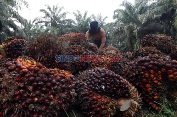 Rencana Prabowo Terkait Sawit, Bukan Deforestasi Justru Reforestasi