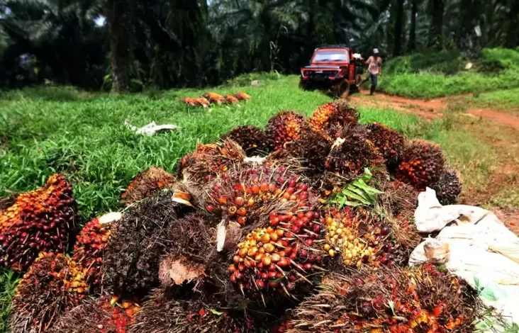 Sawit Aset Negara Harus Dijaga! TNI Jalankan Arahan Presiden