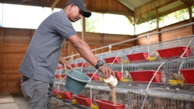 SIG Bantu Grup Peternak Puyuh Andalas Memproduksi 4.000 Telur per Hari