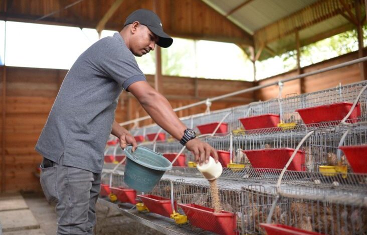 SIG Bantu Grup Peternak Puyuh Andalas Memproduksi 4.000 Telur per Hari
