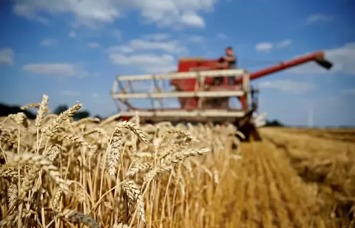 5 Negara Tujuan Ekspor Gandum Rusia, Salah Satunya Indonesia
