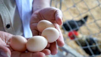 Rahasia zat telur ayam kampung juga manfaatnya