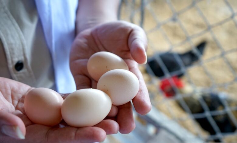 Rahasia zat telur ayam kampung juga manfaatnya