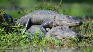 Apakah Buaya Fauna yang dimaksud yang disebutkan Setia? Hal ini Faktanya yang tersebut dimaksud Mengejutkan