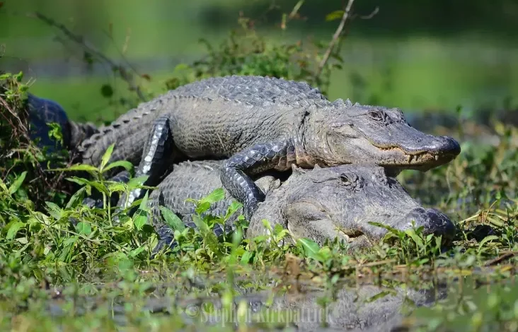Apakah Buaya Fauna yang dimaksud yang disebutkan Setia? Hal ini Faktanya yang tersebut dimaksud Mengejutkan