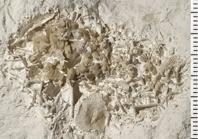 Bekas Muntahan Dinosaurus Ditemukan di dalam tempat Denmark
