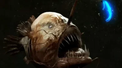 Fenomena Ikan Laut Dalam Bermunculan, Ada Apa dengan Bumi?