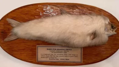 Ikan Berbulu Tertangkap Nelayan setelahnya Puluhan Tahun Dinyatakan Punah