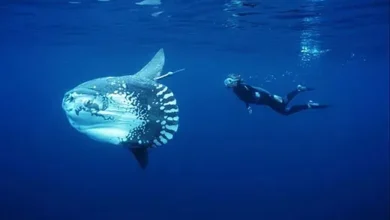 Jepun Temukan Cara Menghibur Ikan Mola-mola yang digunakan Kesepian