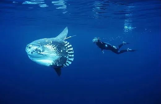 Jepun Temukan Cara Menghibur Ikan Mola-mola yang digunakan Kesepian