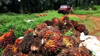 Lahan Sawit Diubah Jadi Kawasan Hutan Ditolak Petani, Hal ini adalah Alasannya