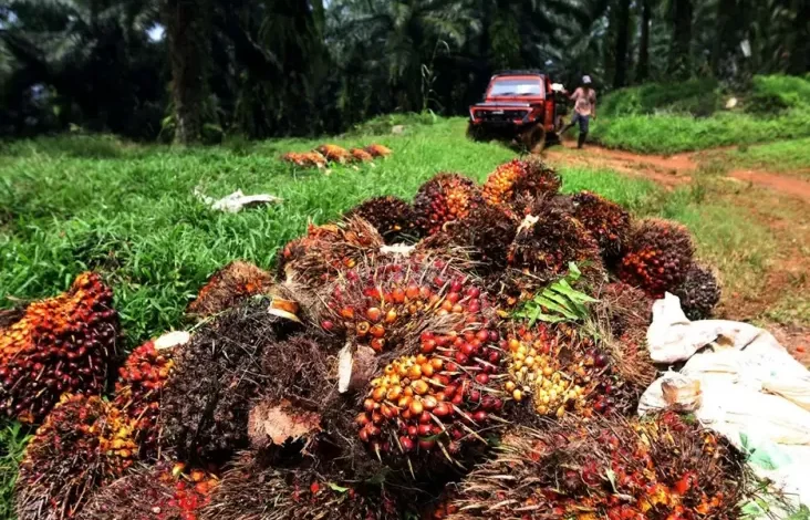 Lahan Sawit Diubah Jadi Kawasan Hutan Ditolak Petani, Hal ini adalah Alasannya