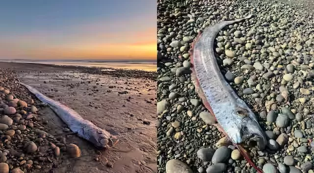 Mengapa Ikan Kiamat Dikaitkan dengan Bencana Alam, Hal ini Jawaban Ilmiahnya