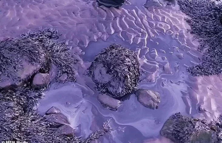 Pantai Lancashire Berubah Warna Jadi Ungu dari Biru
