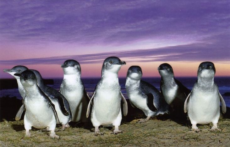 Penguin Kawin Cerai dan juga juga Selingkuh? Ternyata Drama Percintaan Juga Ada dalam pada Bumi Hewan!