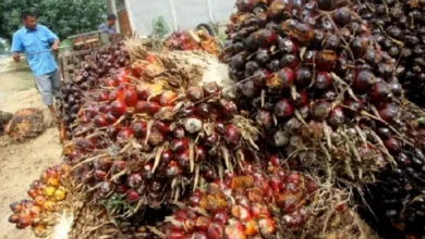 Perpres Penertiban Kawasan Hutan Berpotensi Picu PHK Ribuan Buruh Sawit
