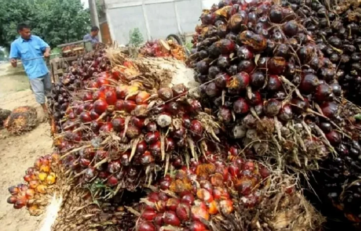 Perpres Penertiban Kawasan Hutan Berpotensi Picu PHK Ribuan Buruh Sawit
