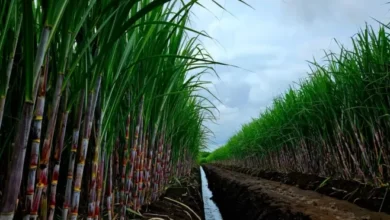Produksi Gula Nasional Capai 2,46 Juta Ton, PTPN Group Jadi Kontributor Terbesar