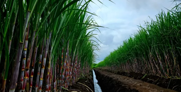 Produksi Gula Nasional Capai 2,46 Juta Ton, PTPN Group Jadi Kontributor Terbesar