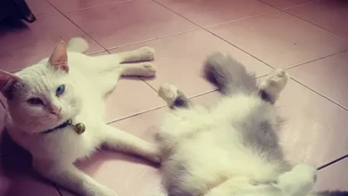 Skotlandia  Minta Jadikan Kucing Fauna yang mana yang dimaksud Dilindungi