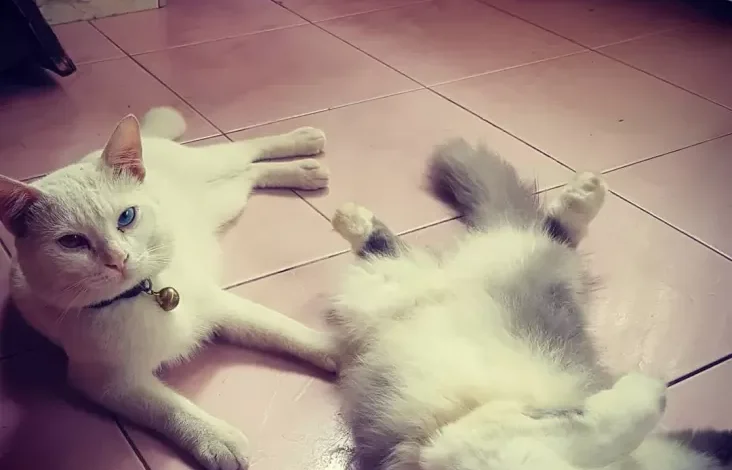 Skotlandia  Minta Jadikan Kucing Fauna yang mana yang dimaksud Dilindungi