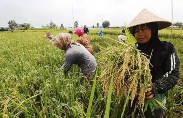 Target Swasembada Pangan 2027 Diyakini Mampu Diwujudkan