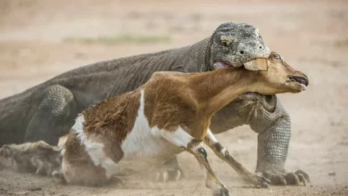 2 Komodo Terpanjang di area tempat Dunia, Keduanya Lebih dari Tiga Unit