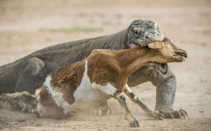 2 Komodo Terpanjang di area tempat Dunia, Keduanya Lebih dari Tiga Unit