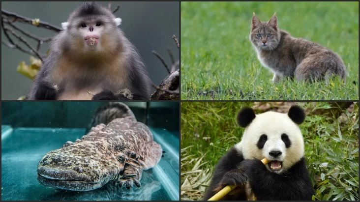 5 Makhluk Hidup Endemik China yang dimaksud mana Mengejutkan, Salah Satunya Panda Raksasa