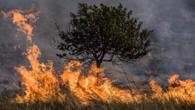 Cuaca Kering Picu Kebakaran Hutan Besar di dalam di Korea Selatan