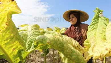 Efek FCTC Bikin Pelaku Industri Tembakau Was-was