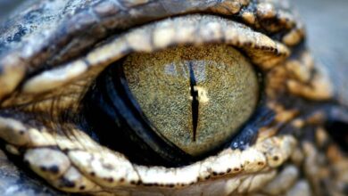 Fungsi juga Cara Kerja Selaput Mata Buaya, Rahasia Unik Sang Predator