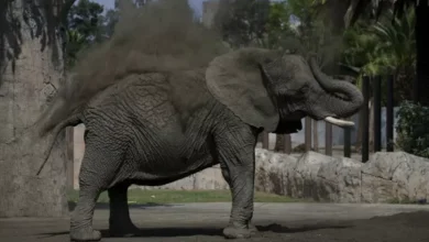 Gajah Paling Sedih pada area Planet Terdekteksi Depresi Selama 8 Tahun