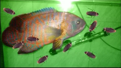 Perbandingan Kandungan Gizi Susu Kecoa dengan Ikan, Mana Lebih Baik?