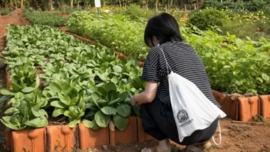 Pupuk Hayati Dinosaurus Diklaim Mampu Genjot Hasil Panen 30%