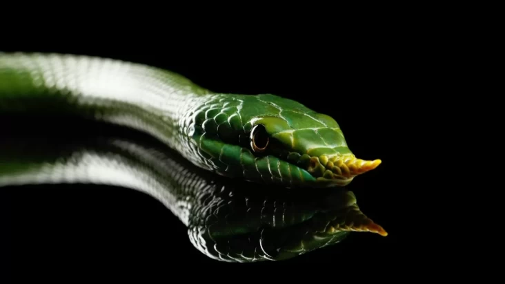 Spesies Baru Ular Bermoncong Tanduk Ditemukan di tempat tempat India