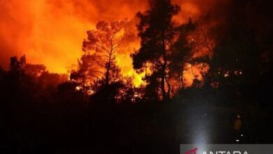Kebakaran hutan dahsyat pada Israel, 24 warga terluka