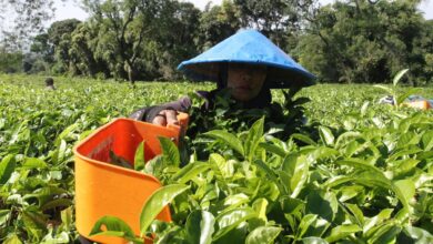 Perbedaan karyawan kemudian buruh: Definisi, hak, kemudian status pekerjaan