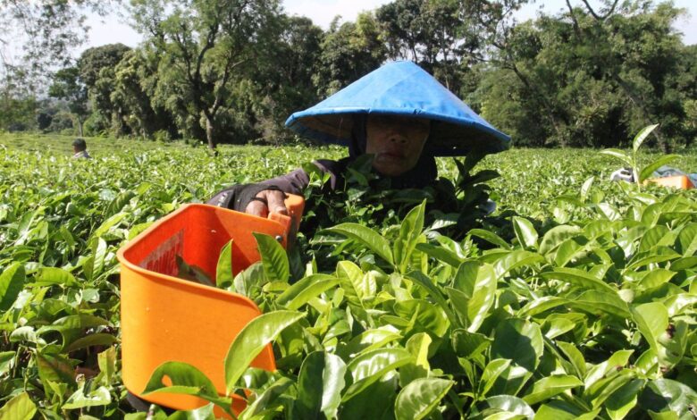 Perbedaan karyawan kemudian buruh: Definisi, hak, kemudian status pekerjaan